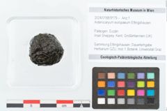 Foto (Objekt + Etikett) von Asterocaryum europaeum Ettingshausen (NHMW-GEO-2024-0188-9179)